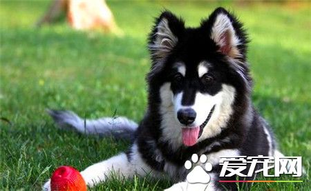 純種阿拉斯加雪橇犬多少錢一只 血統價3500元左右