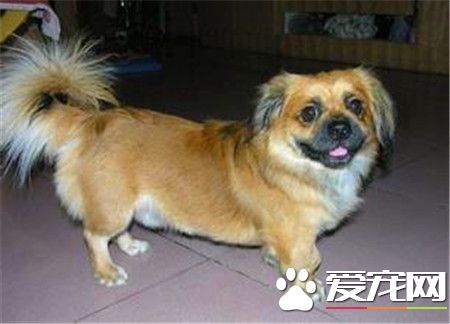 純正的西藏獵犬標志 頭部較小與身軀的比例恰當