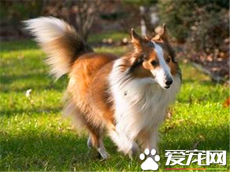 純喜樂蒂牧羊犬多少錢 家養一般1500至3000元