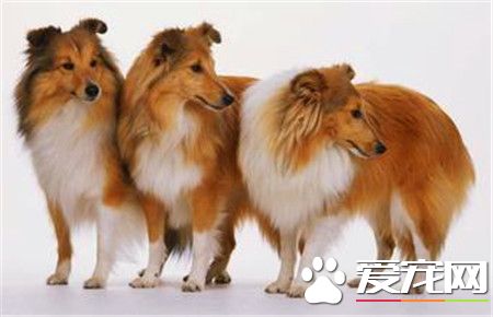 純喜樂蒂牧羊犬多少錢 家養一般1500至3000元