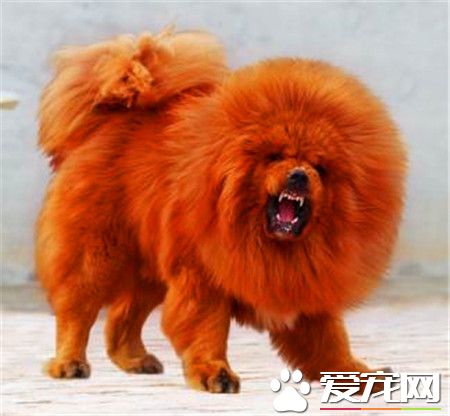純藏獒價格 不同品種的藏獒價格也不相同