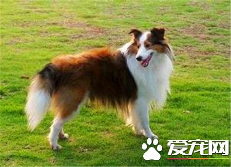 純喜樂蒂牧羊犬多少錢 家養一般1500至3000元