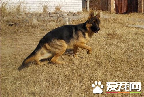 德國牧羊犬純種價格 價格從1200到10000元不等