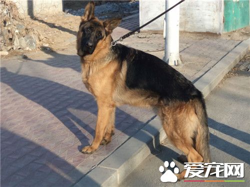 德國牧羊犬純種價格 價格從1200到10000元不等