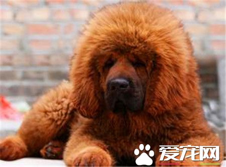 純藏獒價格 不同品種的藏獒價格也不相同