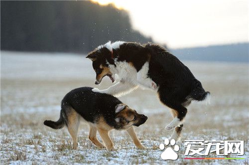 德國牧羊犬純種價格 價格從1200到10000元不等