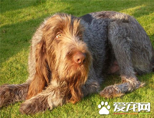 德國剛毛指示犬多少錢 參考價格2000到10000元