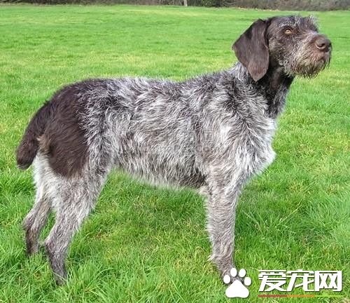 德國剛毛指示犬多少錢 參考價格2000到10000元