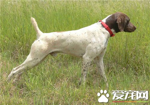 德國波音達指示犬價格 價格在2000到8000元