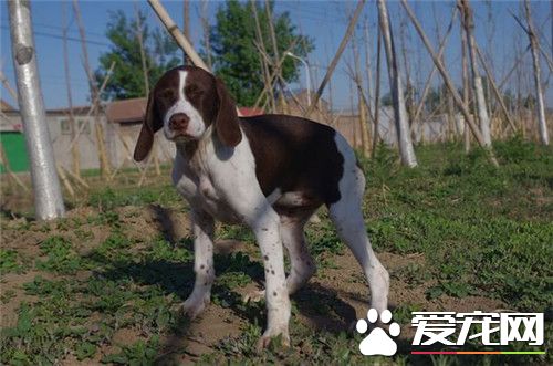 德國波音達指示犬價格 價格在2000到8000元