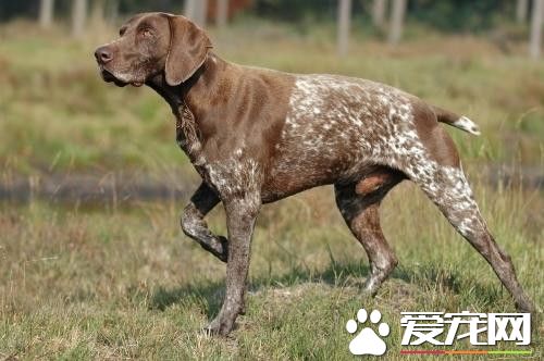 德國波音達指示犬價格 價格在2000到8000元