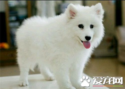 大銀狐犬價格 一般的銀狐犬在2500元左右