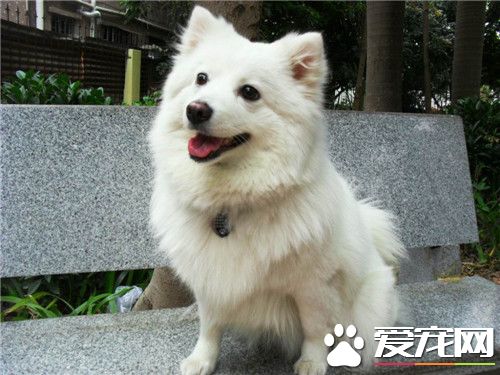 大銀狐犬價格 一般的銀狐犬在2500元左右