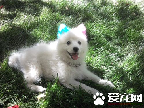 大銀狐犬價格 一般的銀狐犬在2500元左右
