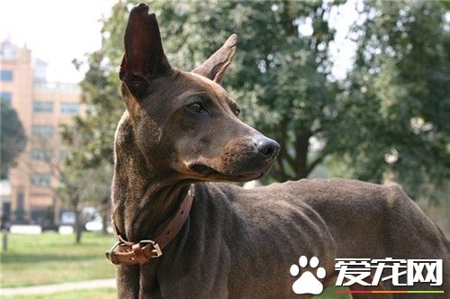 大型法老王獵犬多少錢 價格大約為1000到3000元