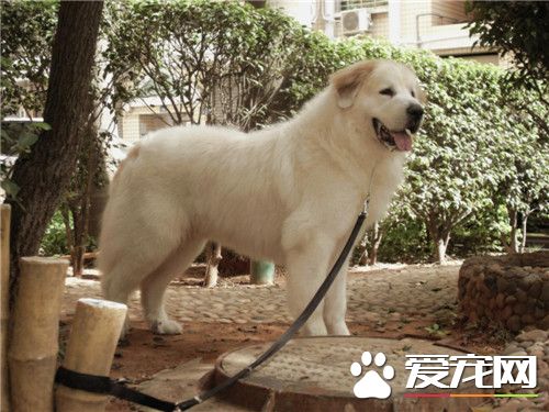 大白熊犬配種價格 公的配種在800元左右