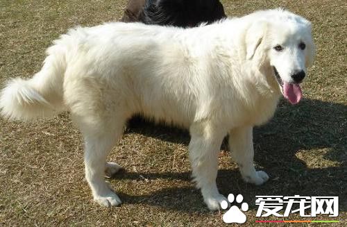 大白熊犬配種價格 公的配種在800元左右