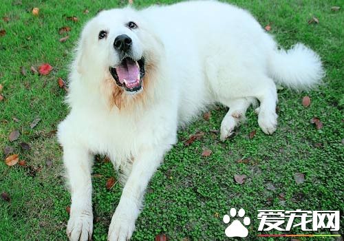 大白熊犬貴嗎 價格受到多方面的因素影響