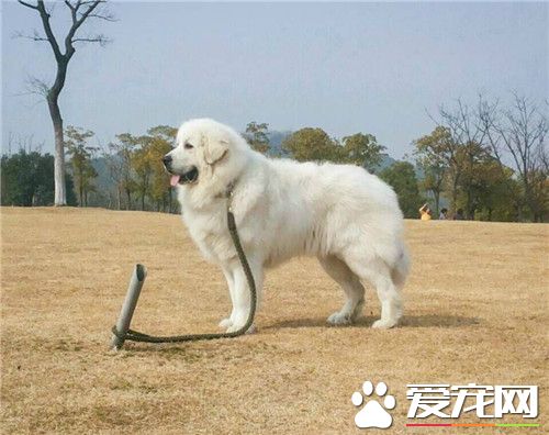 大白熊犬貴嗎 價格受到多方面的因素影響