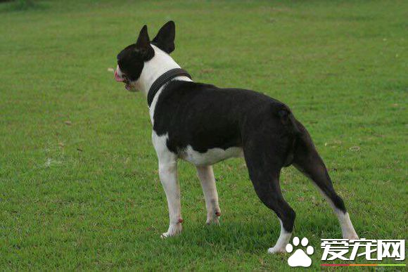 波士頓梗跟法斗哪個貴 還是法斗價格比較貴