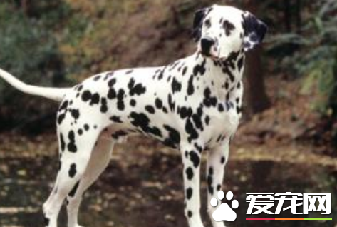 大麥町犬價錢 大麥町犬多寵物級200到500元