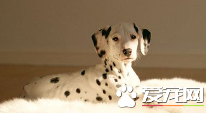 大麥町犬價錢 大麥町犬多寵物級200到500元