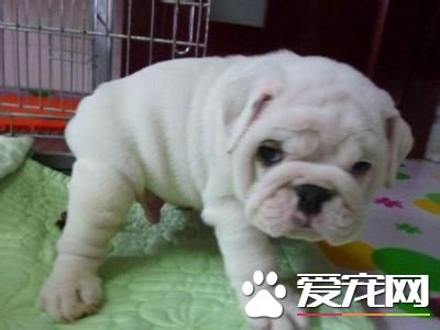純白英國斗牛犬多少錢 國內行情4500起步價