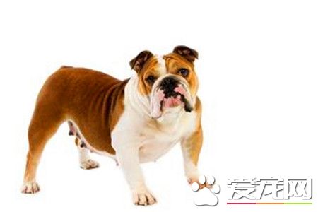 純白英國斗牛犬多少錢 國內行情4500起步價