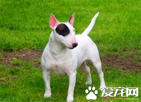 寵物狗牛頭梗價格 家養一般1500至3000元