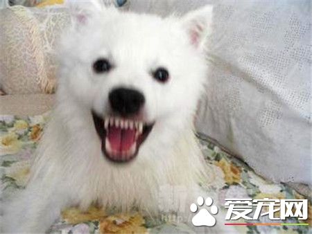 成年銀狐犬價格 地區不同價格也會有所不同