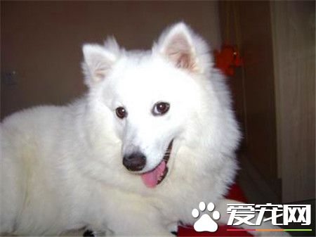 成年銀狐犬價格 地區不同價格也會有所不同