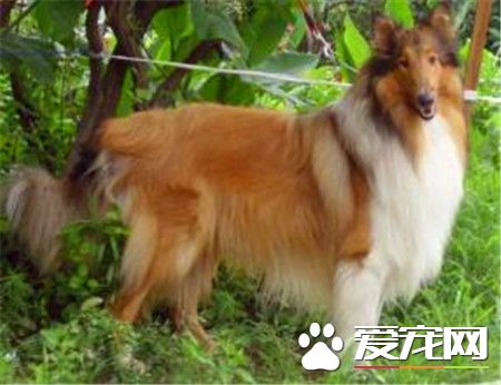 成年蘇格蘭牧羊犬價格 賽級價格都在八千以上