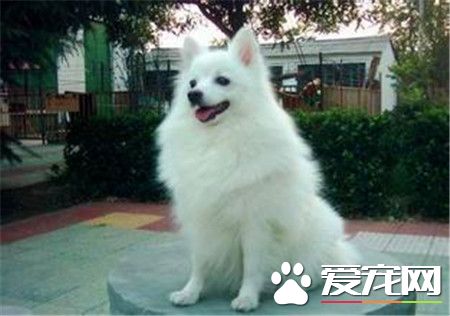 成年銀狐犬價格 地區不同價格也會有所不同