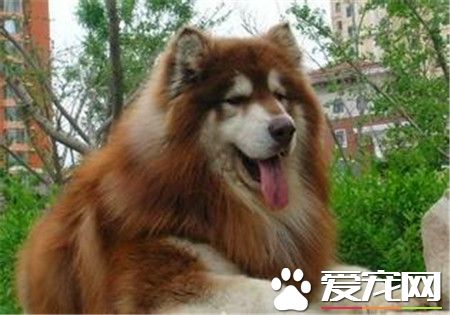 成年蘇格蘭牧羊犬價格 賽級價格都在八千以上