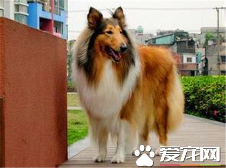 成年蘇格蘭牧羊犬價格 賽級價格都在八千以上