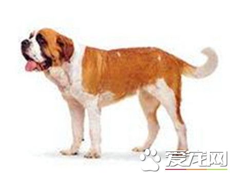 成年聖伯納犬價格 價格在1200到7500不等