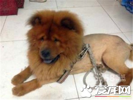 成年松獅犬價格 普通的松獅犬價格在1500元