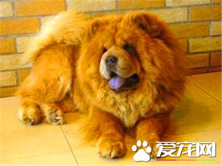成年松獅犬價格 普通的松獅犬價格在1500元