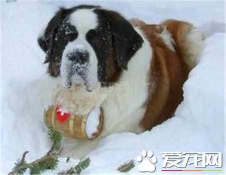 成年聖伯納犬價格 價格在1200到7500不等
