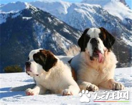 成年聖伯納犬價格 價格在1200到7500不等