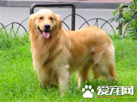 成年金毛尋回犬價錢 500元就可以買到