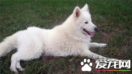 成年薩摩耶犬多少錢 品相一般的在800到1300
