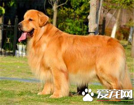 成年金毛尋回犬價錢 500元就可以買到