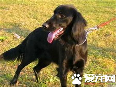 成年的平毛尋回犬大約多少錢 一般在600到2500元