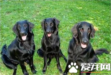 成年的平毛尋回犬大約多少錢 一般在600到2500元