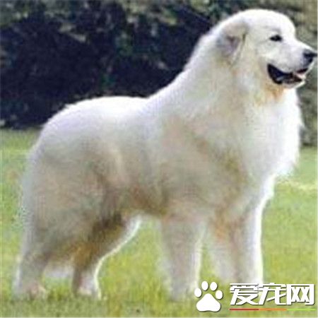 成年大白熊犬的價格 一般價格1500至3000元