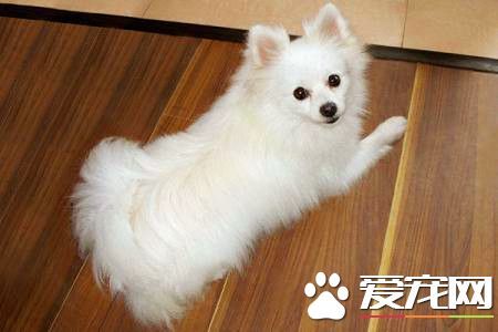 成年博美犬價格 不同地區價格也是不相同的