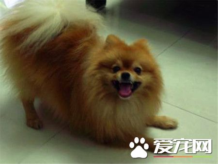 成年博美犬價格 不同地區價格也是不相同的
