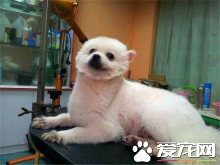 成年博美犬價格 不同地區價格也是不相同的