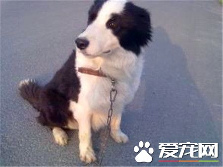 成年邊境牧羊犬價格 不是純種1000到2000左右